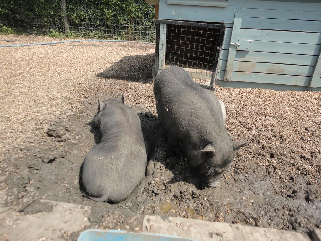 Willow Court Farm Studio East & Petting Farm, 8 Mins To Legoland & Windsor, 15 Mins To Lapland Uk Экстерьер фото
