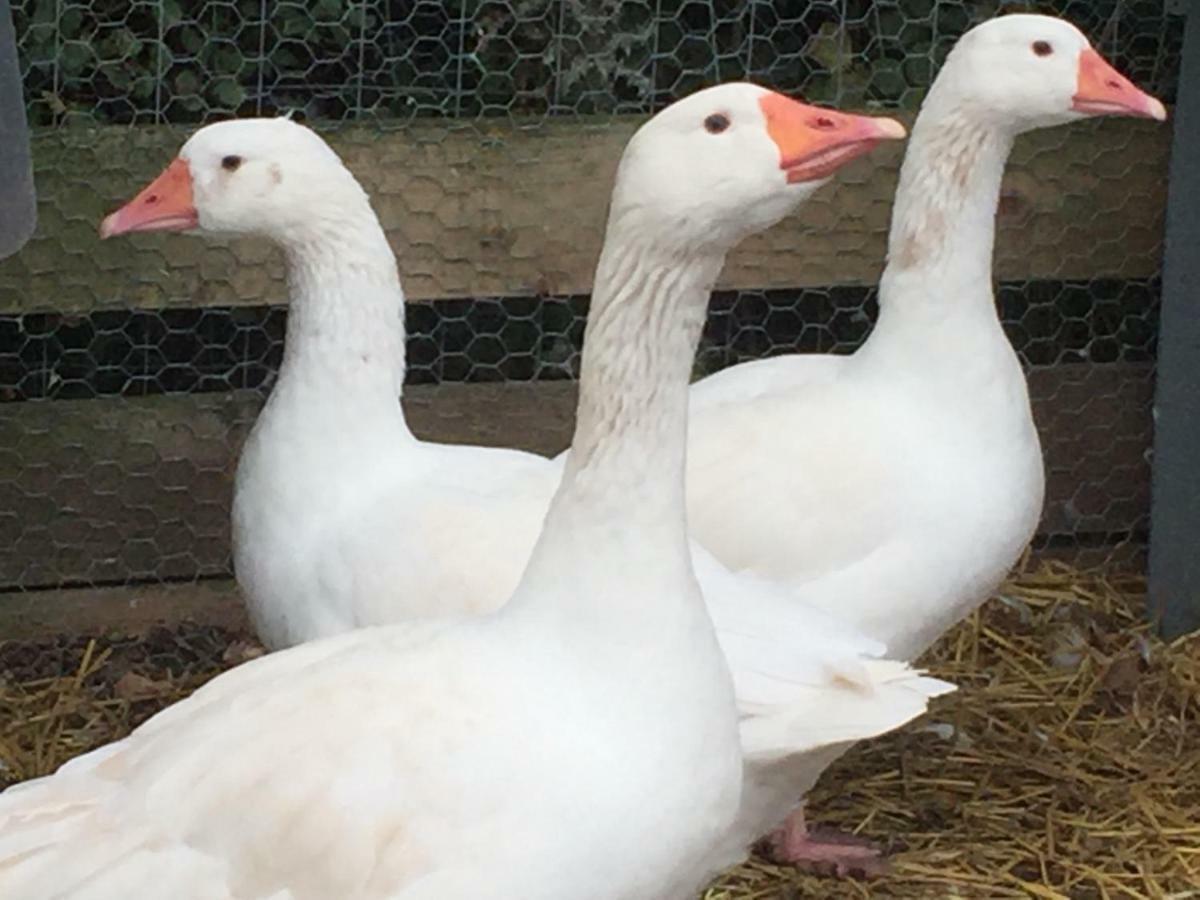 Willow Court Farm Studio East & Petting Farm, 8 Mins To Legoland & Windsor, 15 Mins To Lapland Uk Экстерьер фото