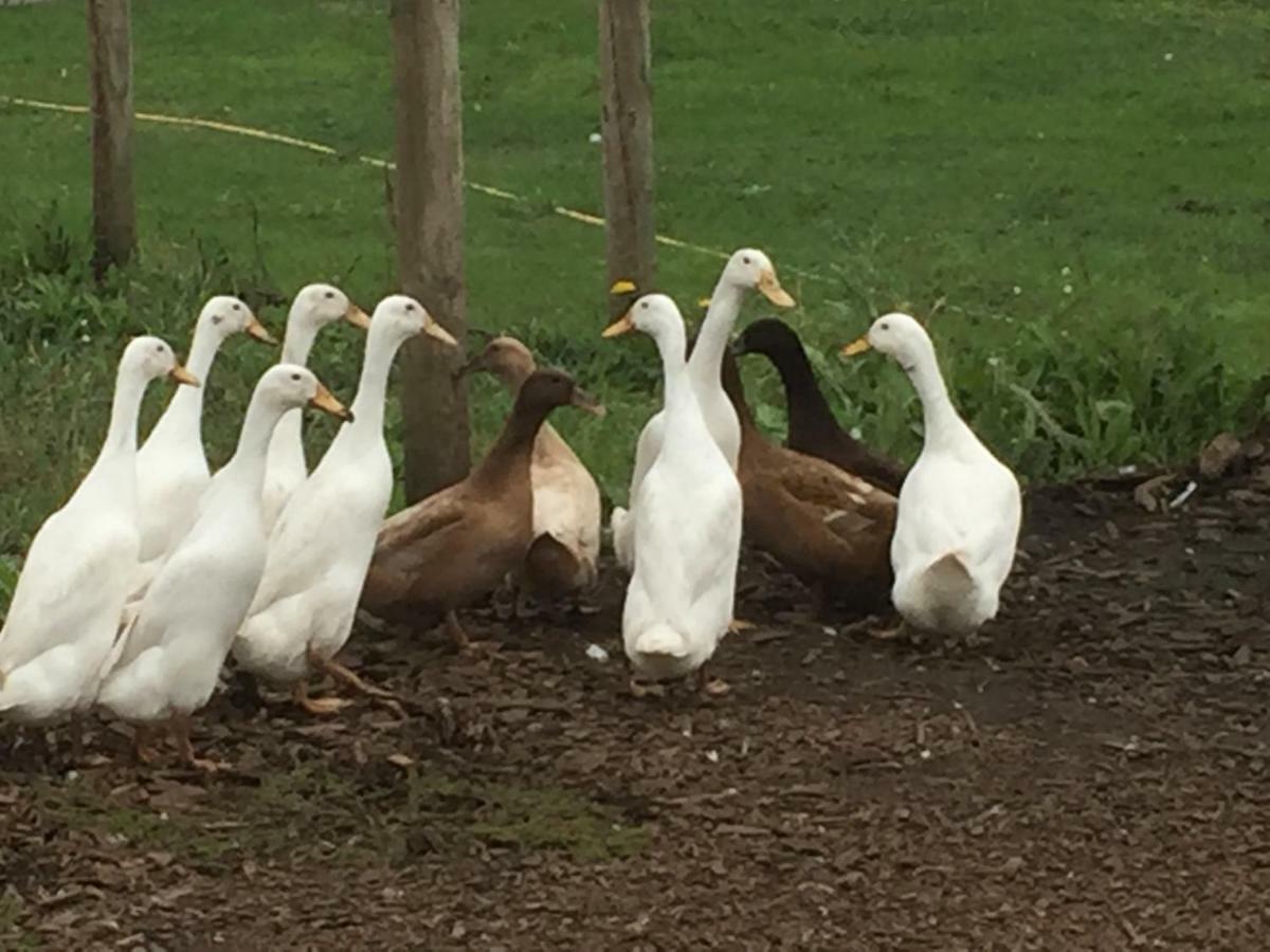 Willow Court Farm Studio East & Petting Farm, 8 Mins To Legoland & Windsor, 15 Mins To Lapland Uk Экстерьер фото