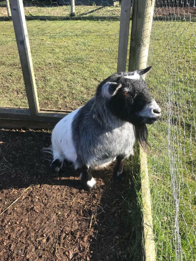 Willow Court Farm Studio East & Petting Farm, 8 Mins To Legoland & Windsor, 15 Mins To Lapland Uk Экстерьер фото