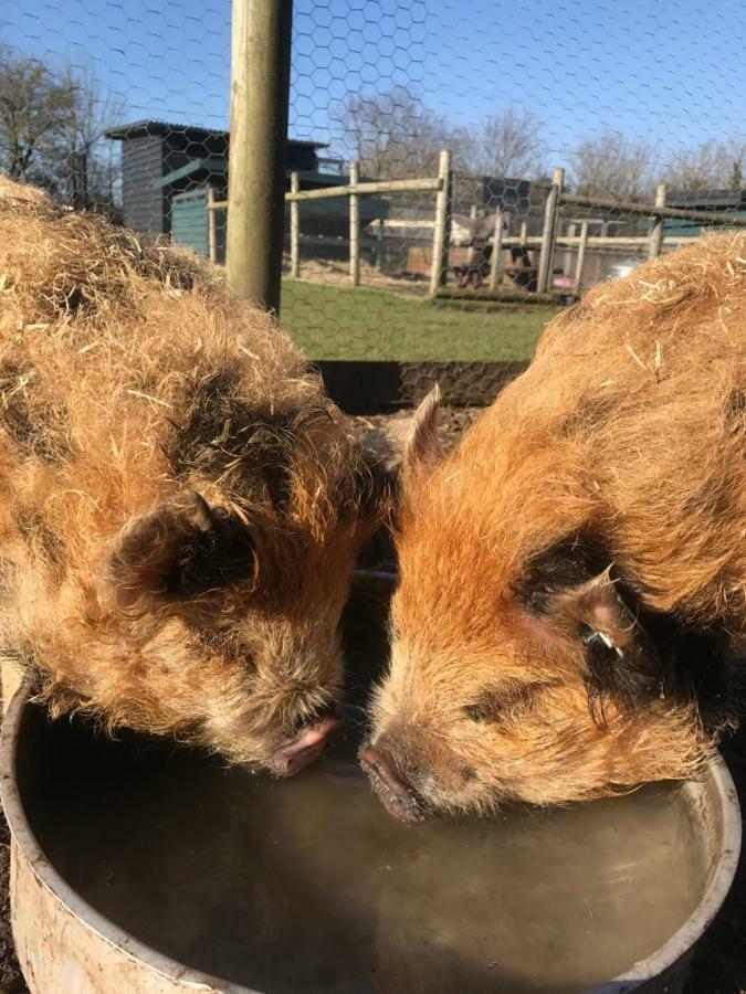 Willow Court Farm Studio East & Petting Farm, 8 Mins To Legoland & Windsor, 15 Mins To Lapland Uk Экстерьер фото