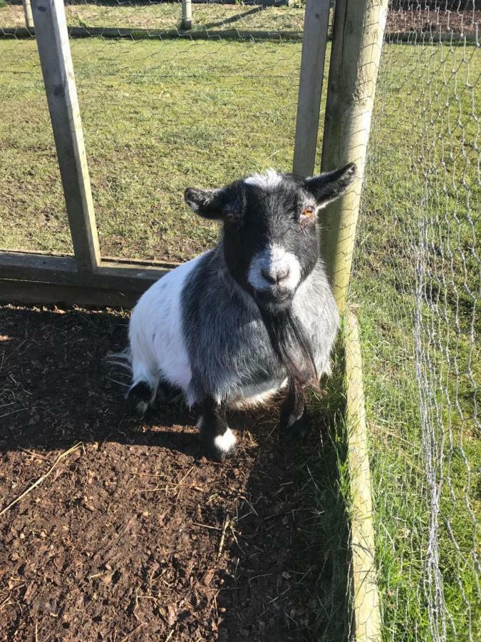 Willow Court Farm Studio East & Petting Farm, 8 Mins To Legoland & Windsor, 15 Mins To Lapland Uk Экстерьер фото